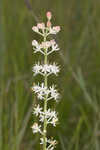 Coastal false asphodel